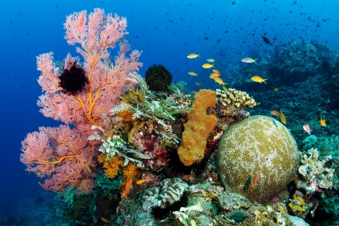 Wide Angle | Koh Pha Ngan Photographic